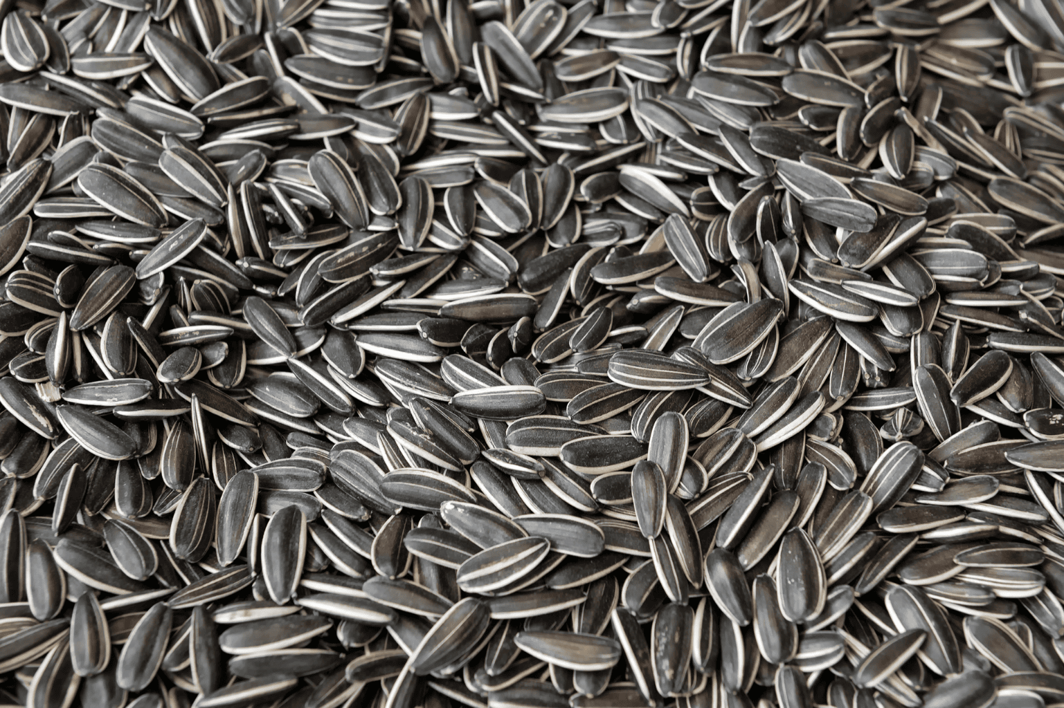 Sunflower Seeds