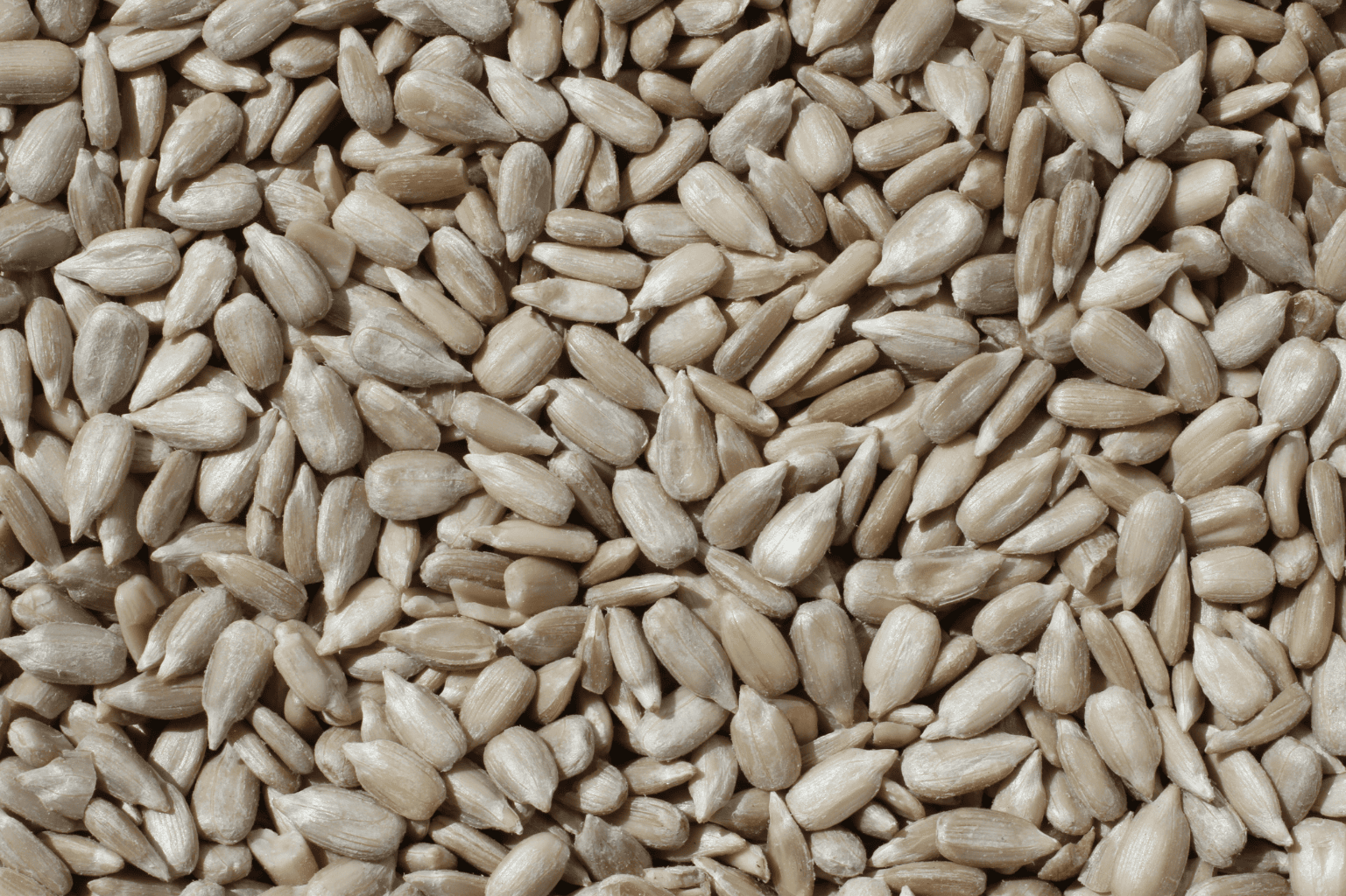 Sunflower Seeds