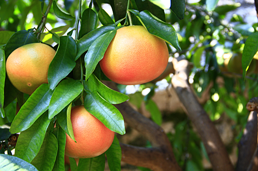 Grapefruits