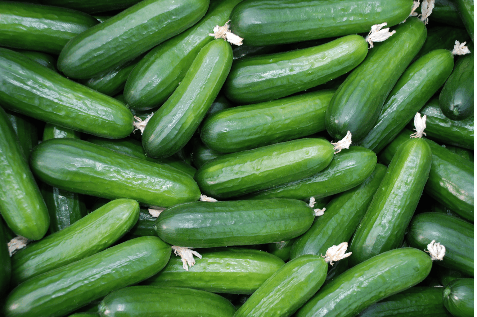 Cucumbers